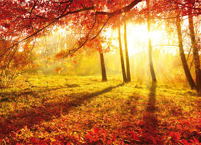 Fotomurales árboles otoño atardecer